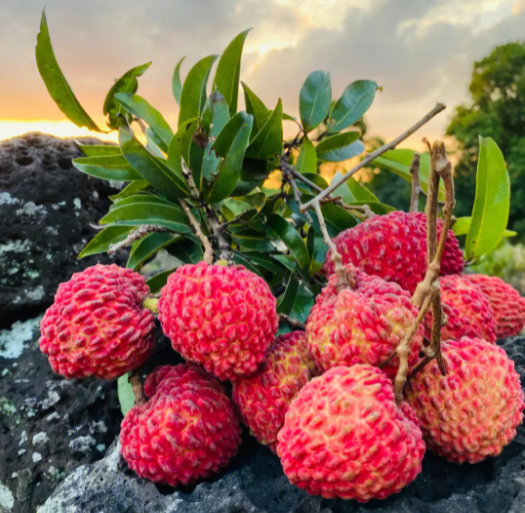 新利luck18(中国区)-官方网站